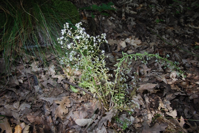 Sedum cepaea